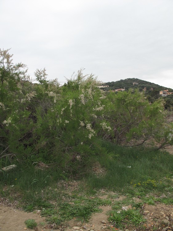 Tamarix africana